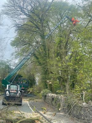 Tree care