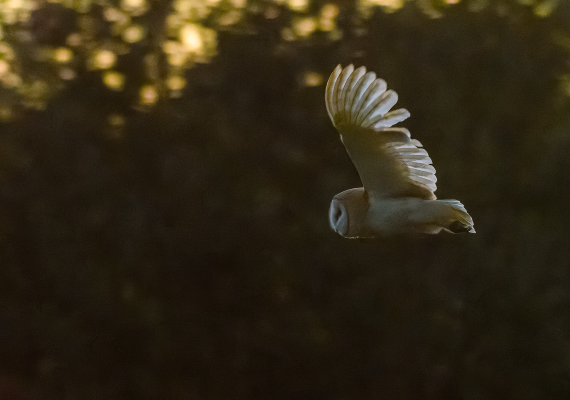 Barn owl in residence