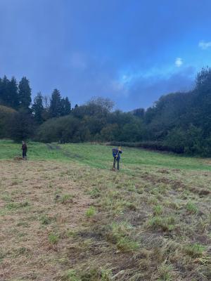 Sowing yellow rattle
