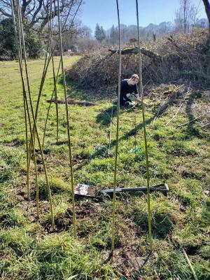 Planting a willow pod