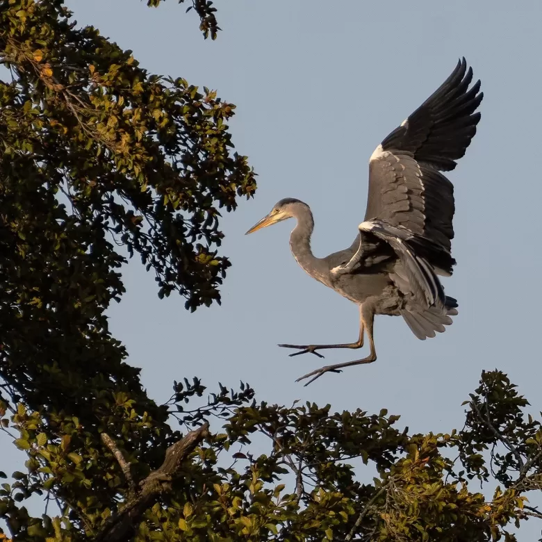 Heron landing